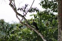 Rotbauchguan &ndash; &copy; Annett Müller (Eberhardt TRAVEL)